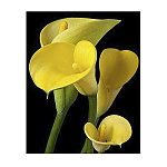 Картина алмазная " Mazari " 25*30см Желтые каллы, состав набора: холст, стразы, стилус, желеобразный клей, лоток, частичная выкладка, в термоусадочной пленке