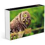 Пазлы " Hatber " 500элементов Premium Мудрая сова 33*48см, постер, подарочная картонная упаковка