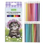 Карандаши цветные деревянные ECO Котики бывают разными 24цв " Hatber " шестигранные, картонная упаковка, европодвес