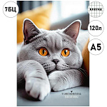 Записная книжка А5 7БЦ 120л " Проф-Пресс " Серый пушистый котик-2, клетка, обложка - глянцевый ламинированный картон, сшивка, офсет