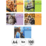 Альбом А4 16л " Hatber " МяУсы (ассорти), на скобе, обложка - мелованный картон, блок-офсет- 100г/м2, 5 дизайнов в спайке