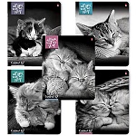 Тетрадь А5 48л " Альт " Котята мур-мур, клетка, блок- офсет 60г/м2, на скобе, обложка- мелованный картон, гибридный УФ-лак, скругленные углы, 5 дизайнов