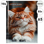 Записная книжка А5 7БЦ 80л " Проф-Пресс " Фото котика, клетка, обложка - глянцевый ламинированный картон, сшивка