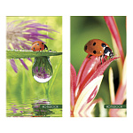 Блокнот МАЛЫЙ ФОРМАТ А6 40л " ПЗБМ " Божья коровка, клетка, на скобе, обложка - мелованный картон, УФ-лак, белый офсет, 2 дизайна